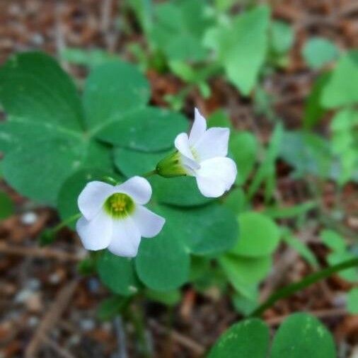 Oxalis incarnata Floare