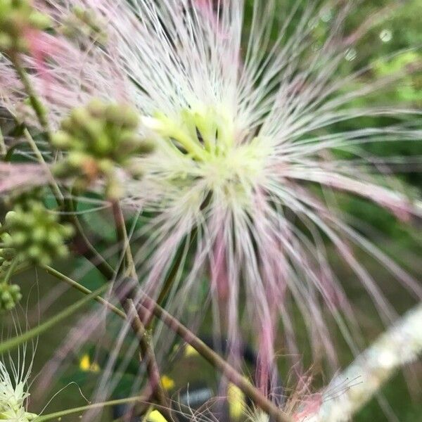 Albizia julibrissin Floare