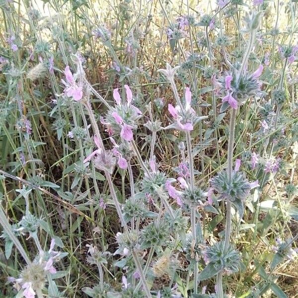 Stachys cretica Leaf