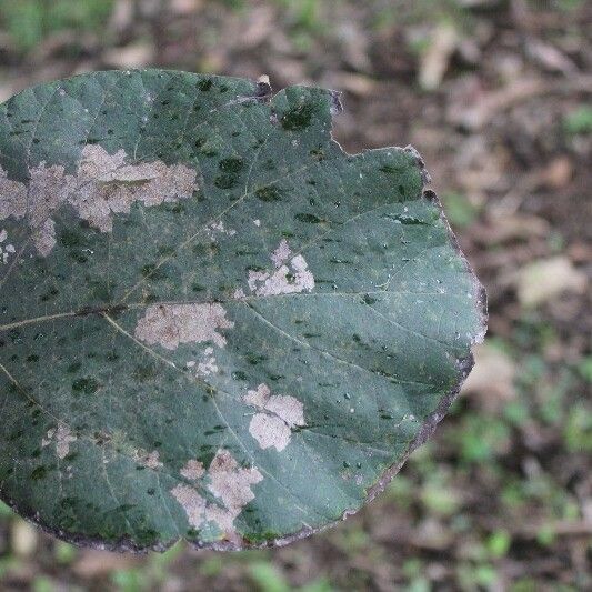 Cordia africana Foglia