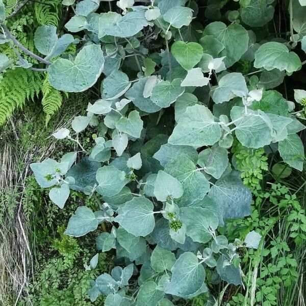 Pericallis aurita Habit