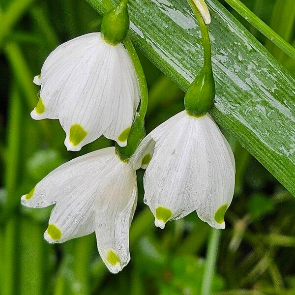 Leucojum aestivum Flower