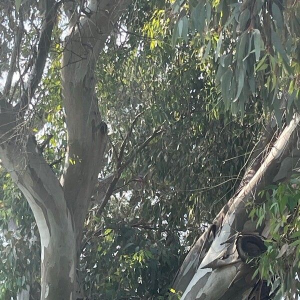 Eucalyptus globulus Leaf