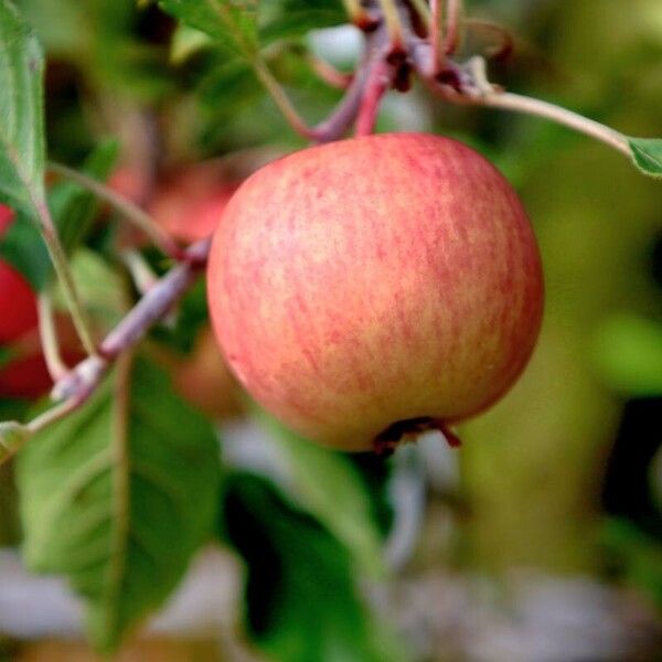 Malus domestica Alia