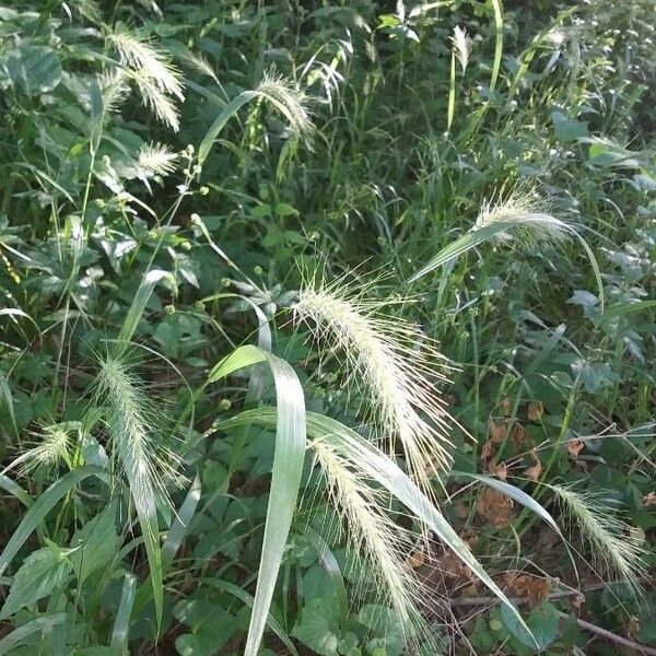 Elymus canadensis পাতা