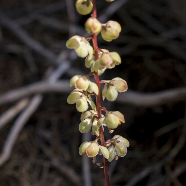 Pyrola picta Fruto