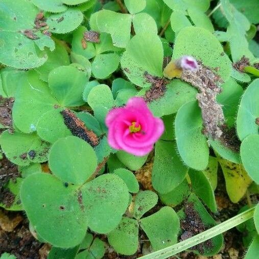 Oxalis purpurea 花