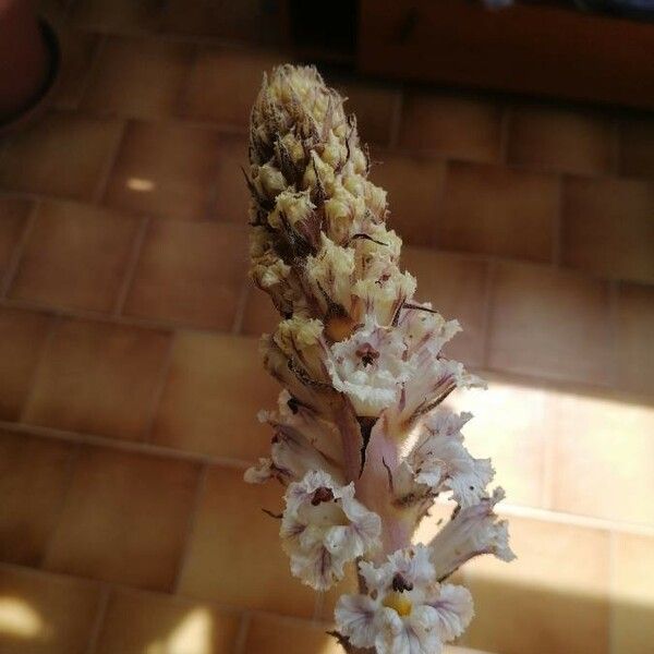 Orobanche crenata Květ