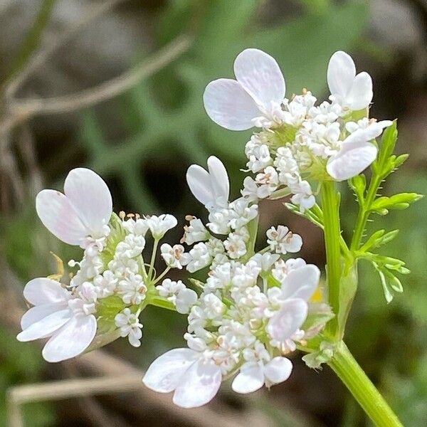 Caucalis platycarpos 花