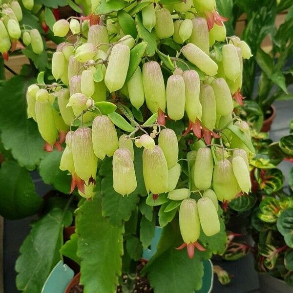 Kalanchoe pinnata Habitus