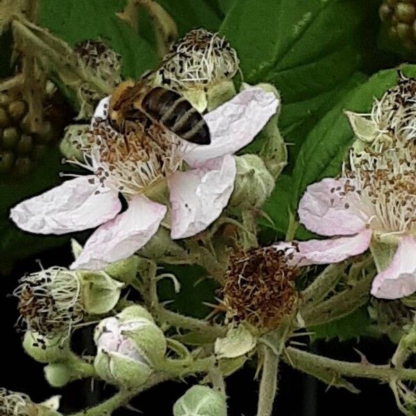 Rubus armeniacus Žiedas