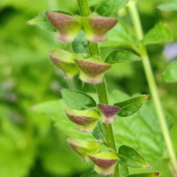 Scutellaria altissima Fruit