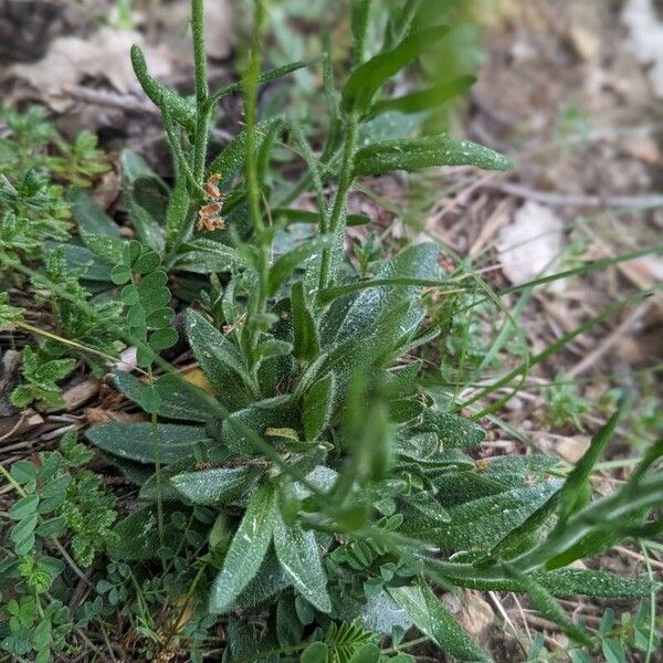 Arabis hirsuta Liść