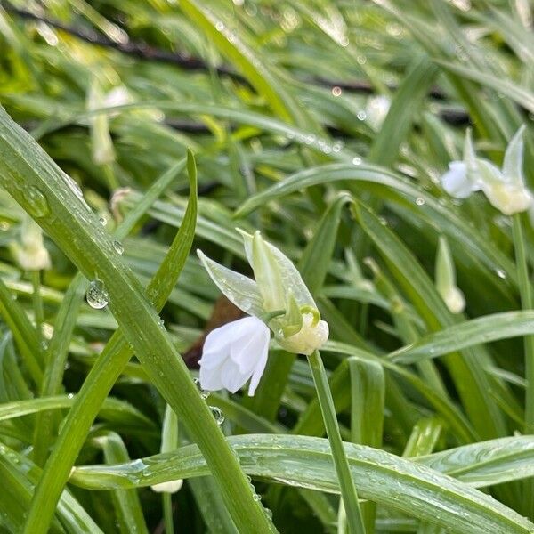 Allium paradoxum Flor