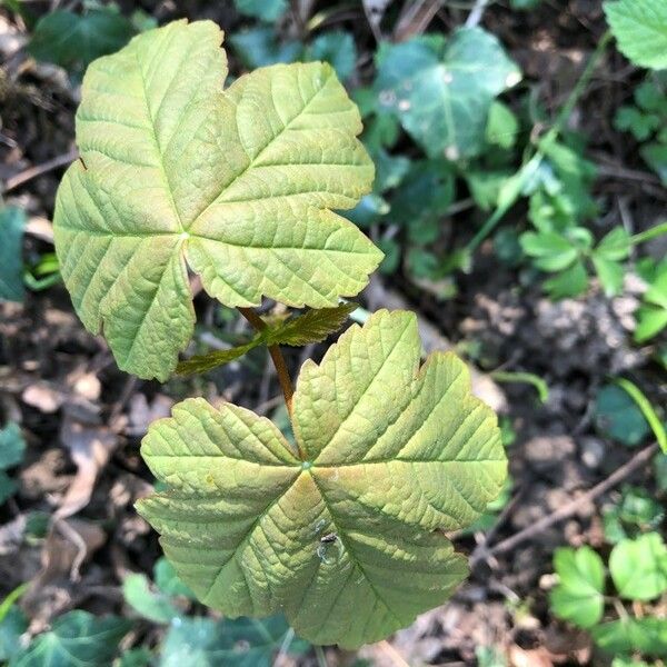 Acer pseudoplatanus Blatt