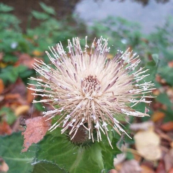 Cirsium oleraceum ফুল