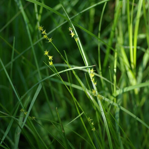 Carex echinata Cvet