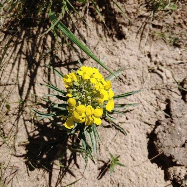 Erysimum asperum Blomma