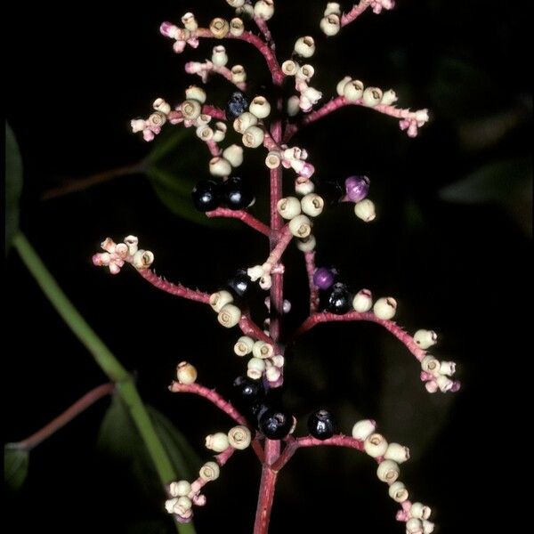 Miconia ciliata Fruct