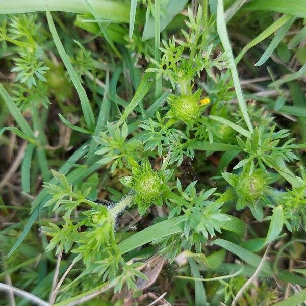 Soliva sessilis Flower