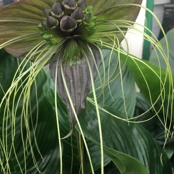 Tacca chantrieri Blüte