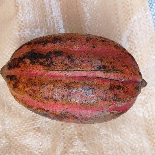 Theobroma cacao Plod