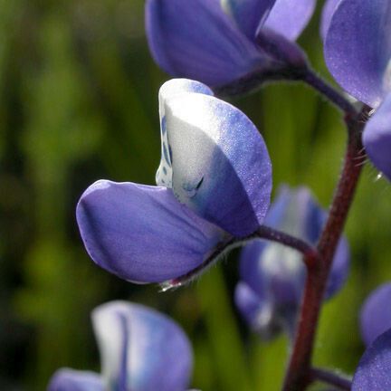 Lupinus nanus Žiedas