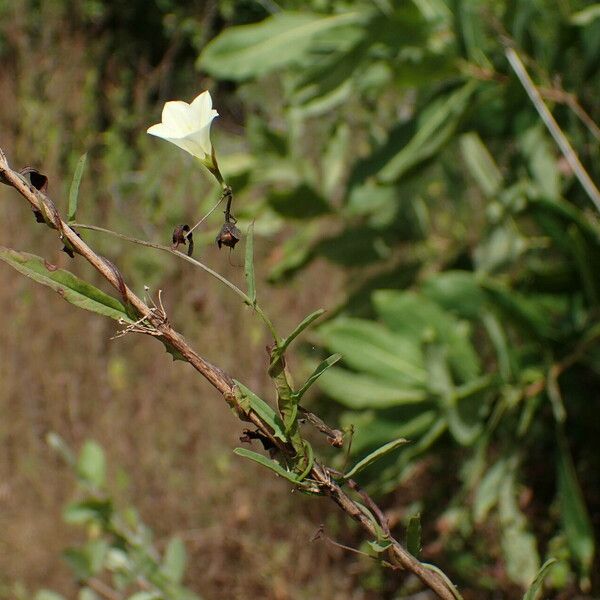 Xenostegia tridentata Altres