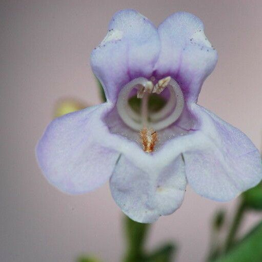 Penstemon lentus Flor