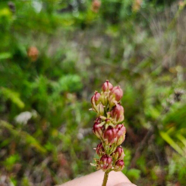 Triantha glutinosa Kukka