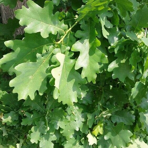 Quercus macrocarpa Blatt