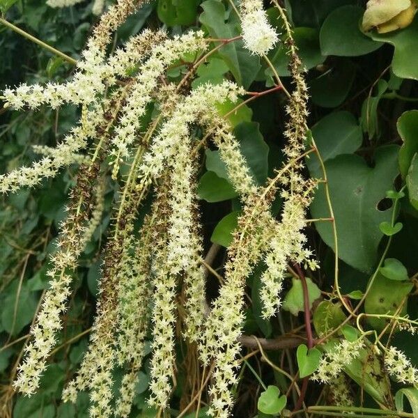 Anredera cordifolia Hábito