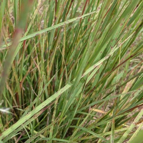 Schizachyrium scoparium Ліст