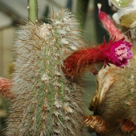 Cleistocactus strausii Kvet