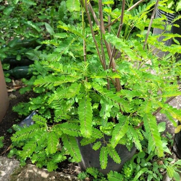 Phyllanthus urinaria 葉