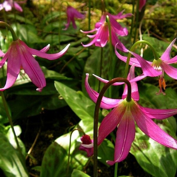 Erythronium revolutum Цветок