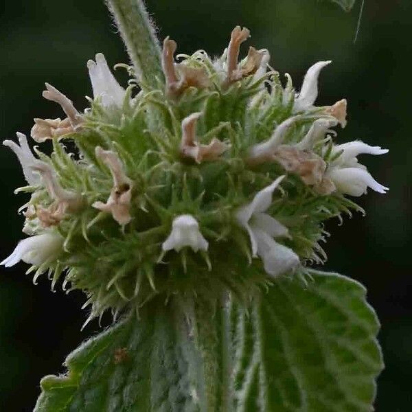 Marrubium vulgare Flower