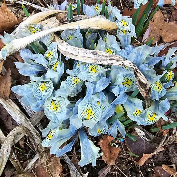 Iris reticulata ফুল