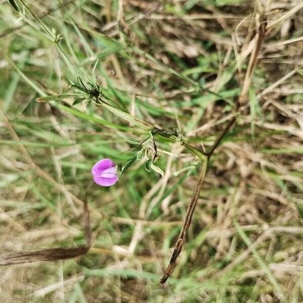 Lathyrus hirsutus Flor