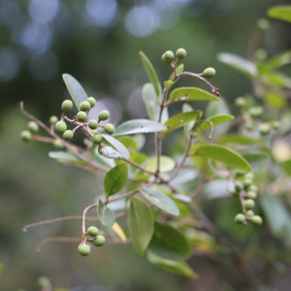 Ligustrum sinense Fruct