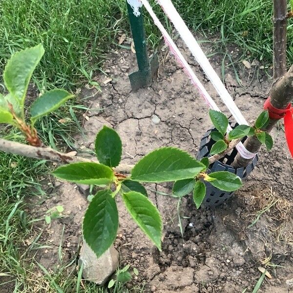 Prunus cerasus Folha