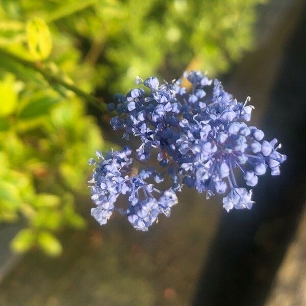 Ceanothus arboreus Kwiat