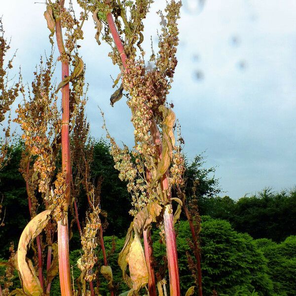 Rumex aquaticus Frukt