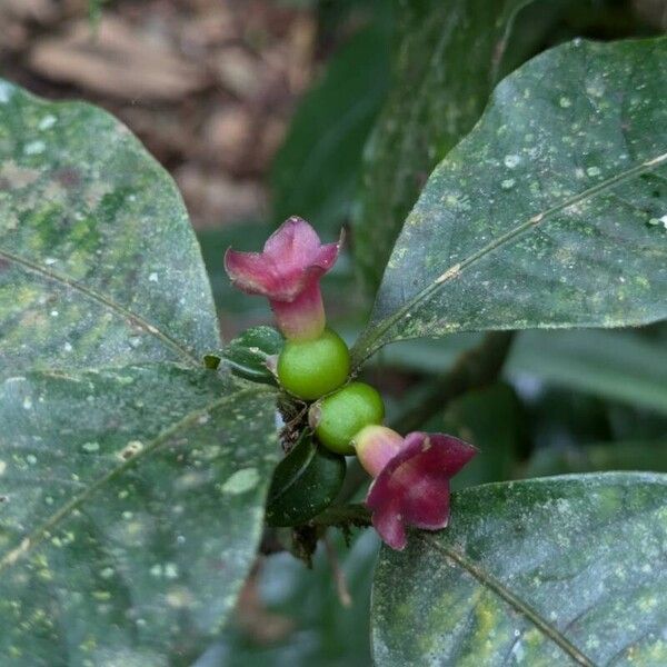 Psychotria nuda Blodyn