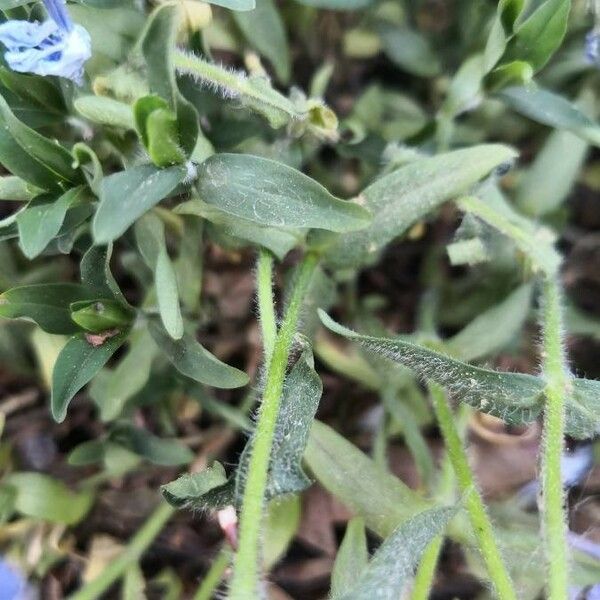 Phlox divaricata برگ