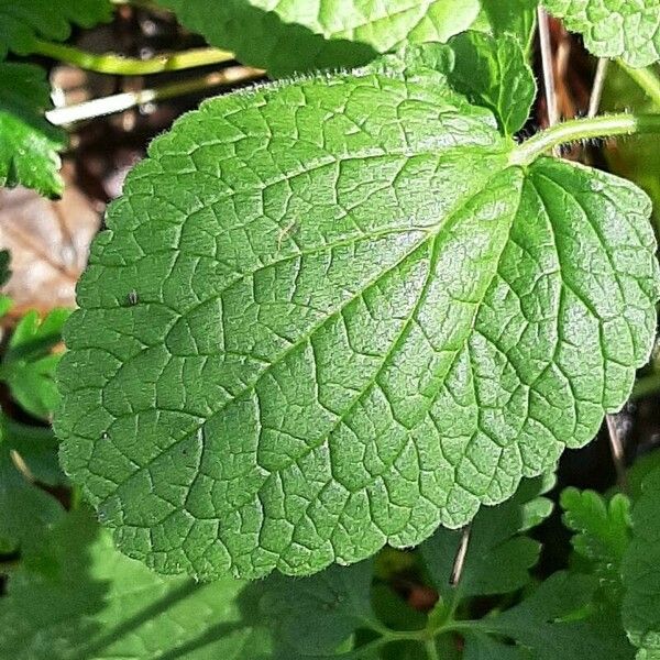 Stachys alpina Φύλλο