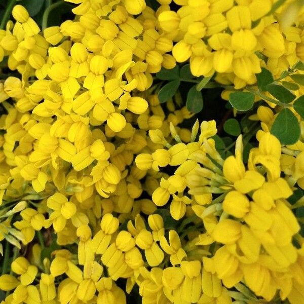 Coronilla valentina Bloem