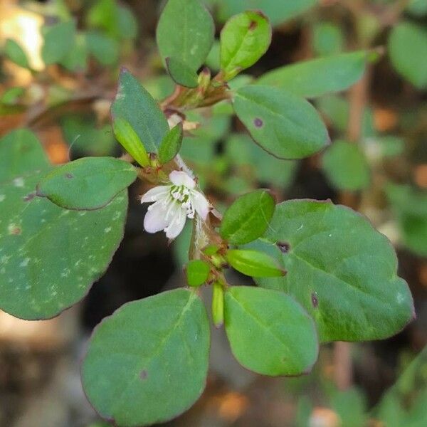 Trianthema portulacastrum Flower