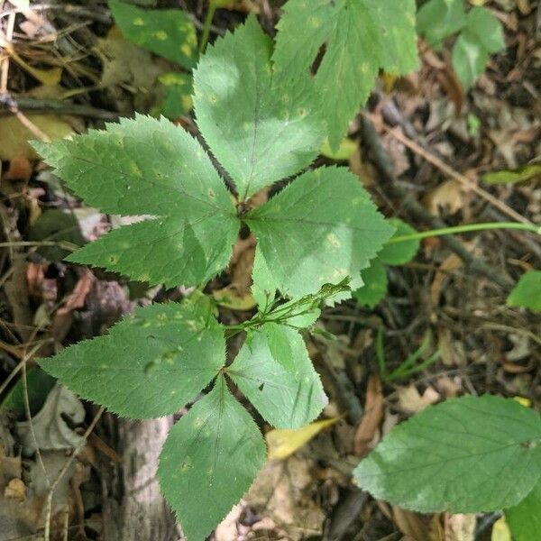 Cryptotaenia canadensis Leaf