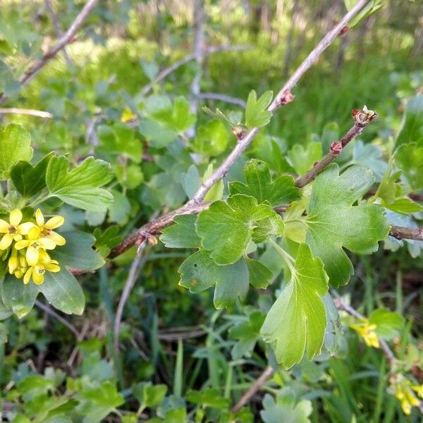 Ribes aureum 葉